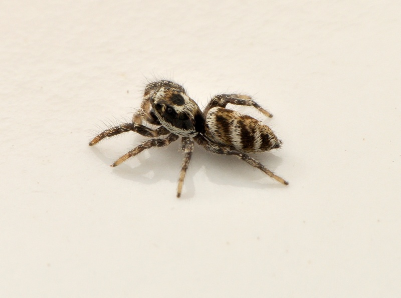 Salticus scenicus (Saltique arlequin)??? A_10211