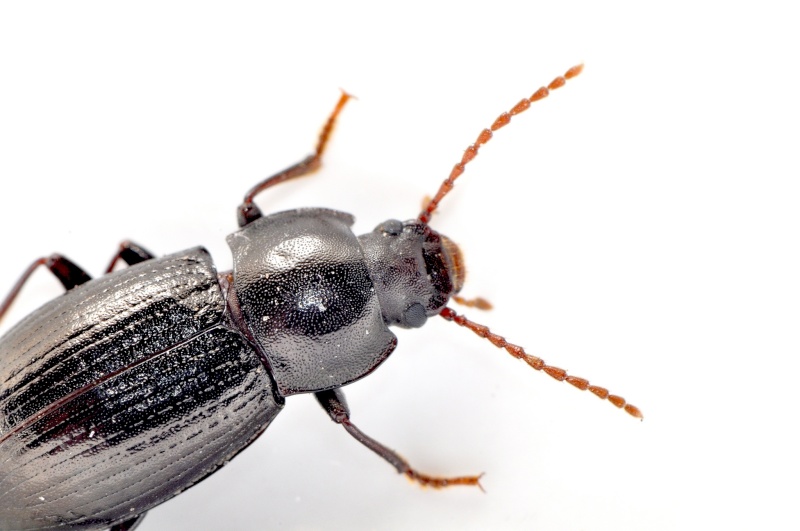 petit coléoptères noir environ 5 m/m  Aas_1110