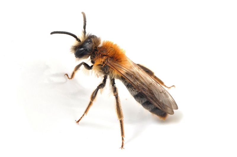 Andrena nitida  ??? Andren11