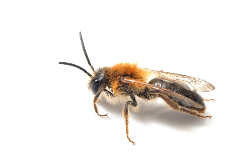 Andrena nitida  ??? Andren12