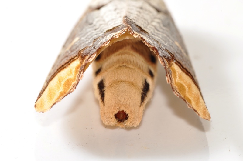 [Phalera bucephala](Notodontidae)Chrysalide ??? D_01310
