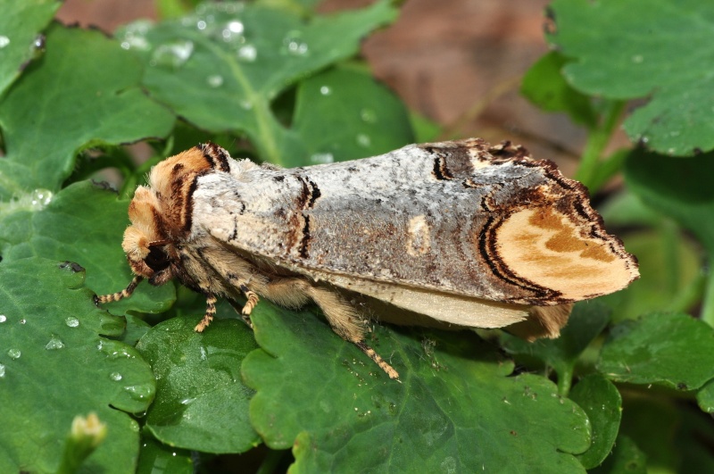 [Phalera bucephala](Notodontidae)Chrysalide ??? D_04010