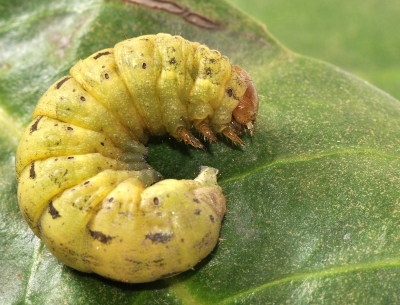 chenille  (Noctua pronuba )? Noctua14