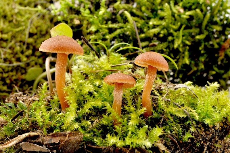 mes premiers champignons  ( Tubaria hiemalis ) Tubari13