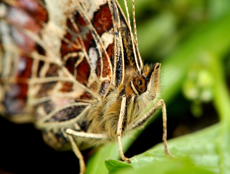 [Araschnia levana](Nymphalidae Nymphalinae)Papillon inconnu ?? Wwwwww19