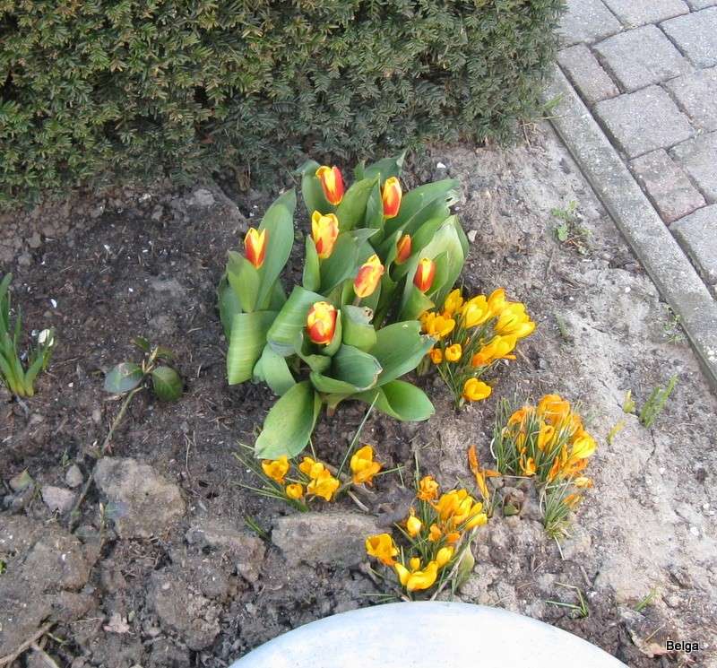 Erste Frühlingsboten im Garten und in Wald und Flur - Seite 5 Img_3322