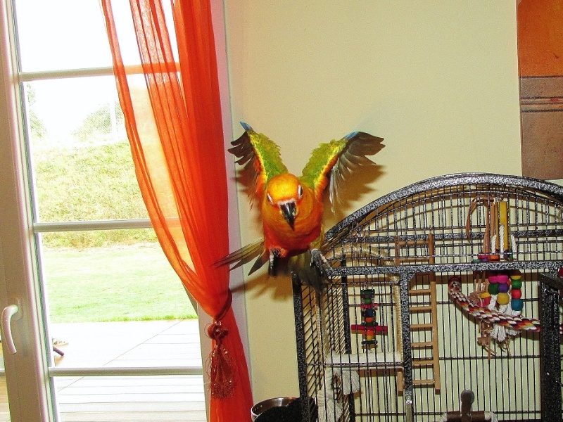 Cookie ma conure Jandaya - Page 2 Img_0015