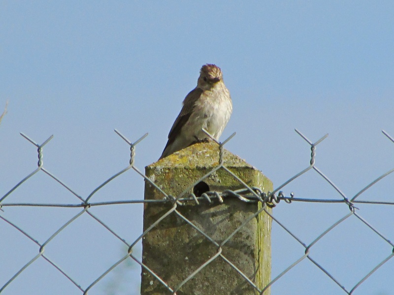 gobemouche ou fauvette ? Img_3614