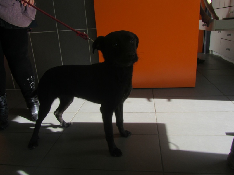 ADOPTEE TOUTI, croisée labradorXberger, 1 an, IE n° 250268710314102 Img_2348