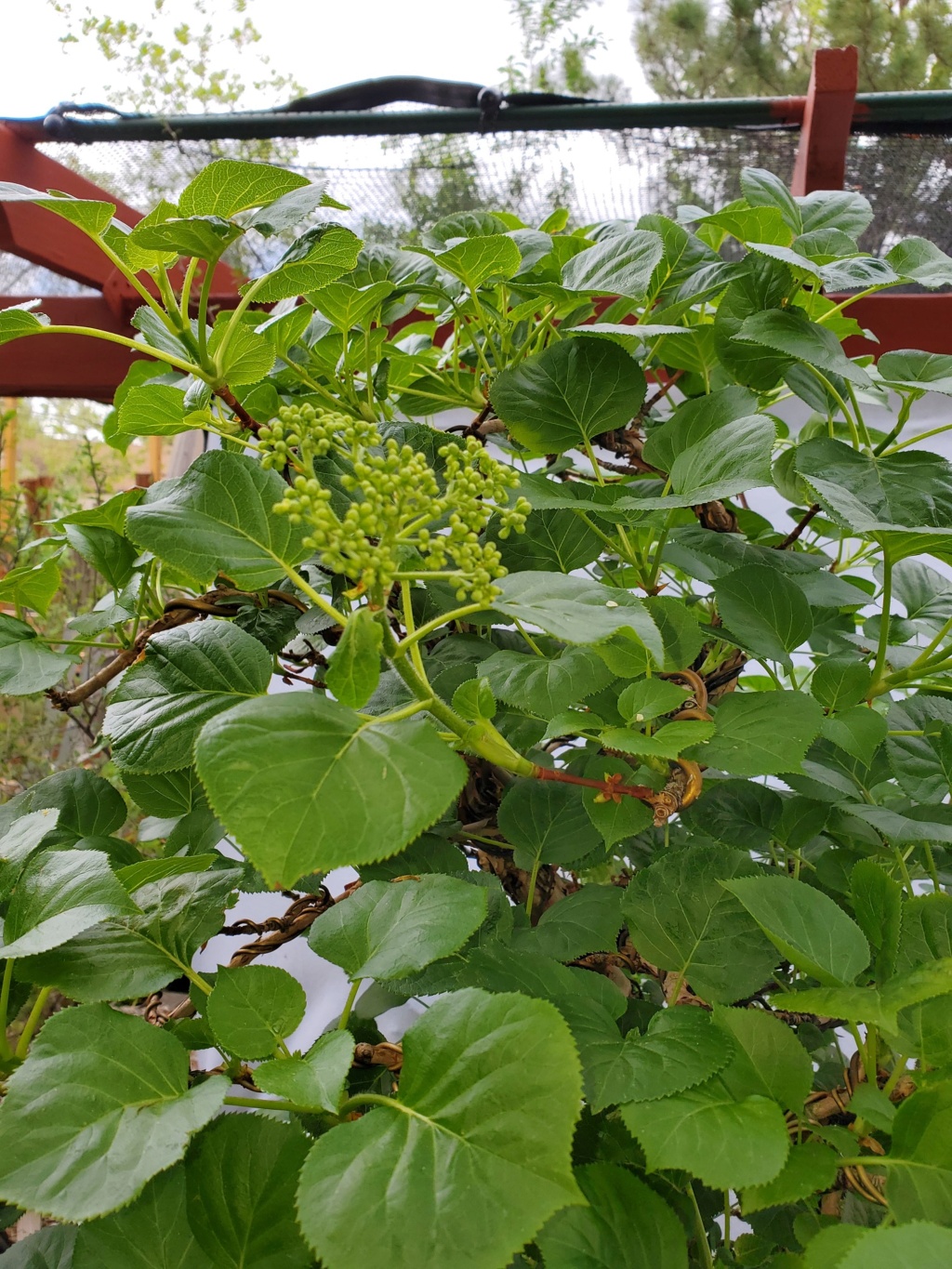 Hydrangea petiolaris -Climbing Hydrangea Bonsai 20210516