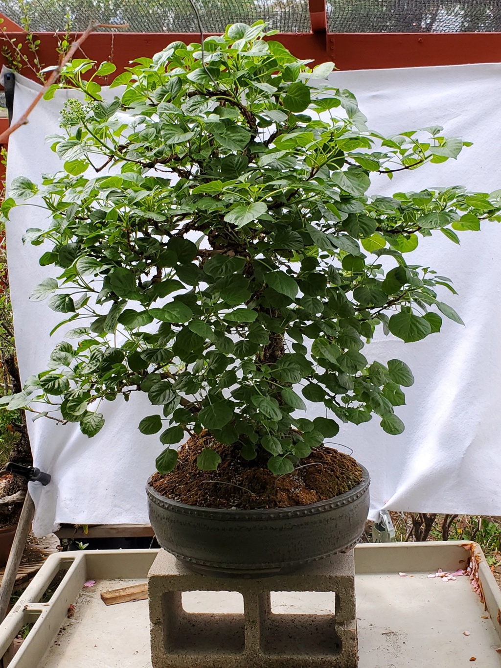 Hydrangea petiolaris -Climbing Hydrangea Bonsai 20210517