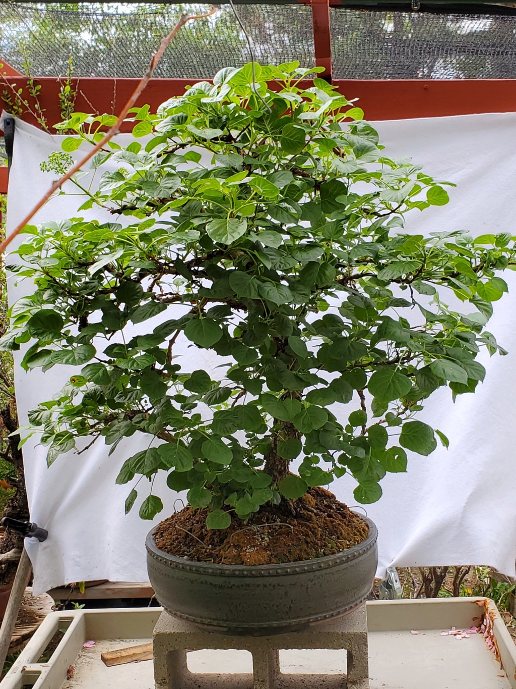 Hydrangea petiolaris -Climbing Hydrangea Bonsai 20210518