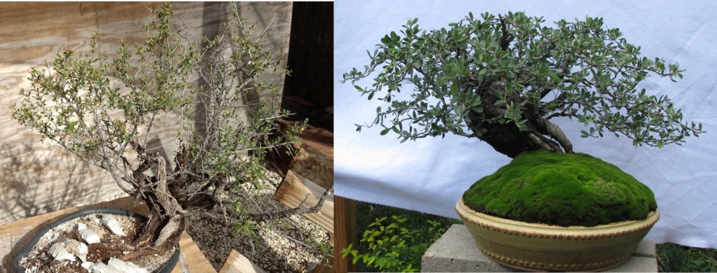 Colorado Bonsai – Mountain Mahogany – Cercocarpus breviflorus Gray var. breviflorus Bonsai Compar11