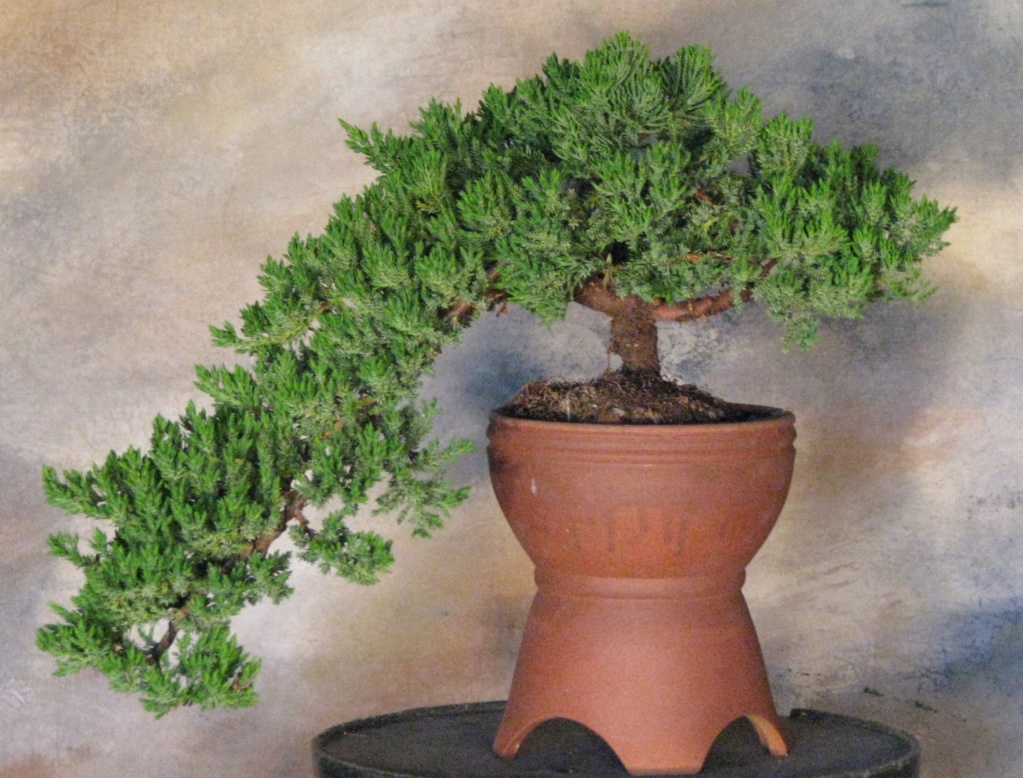 Juniperus procumbens ‘Nana’ Bonsai Tree Img_2710