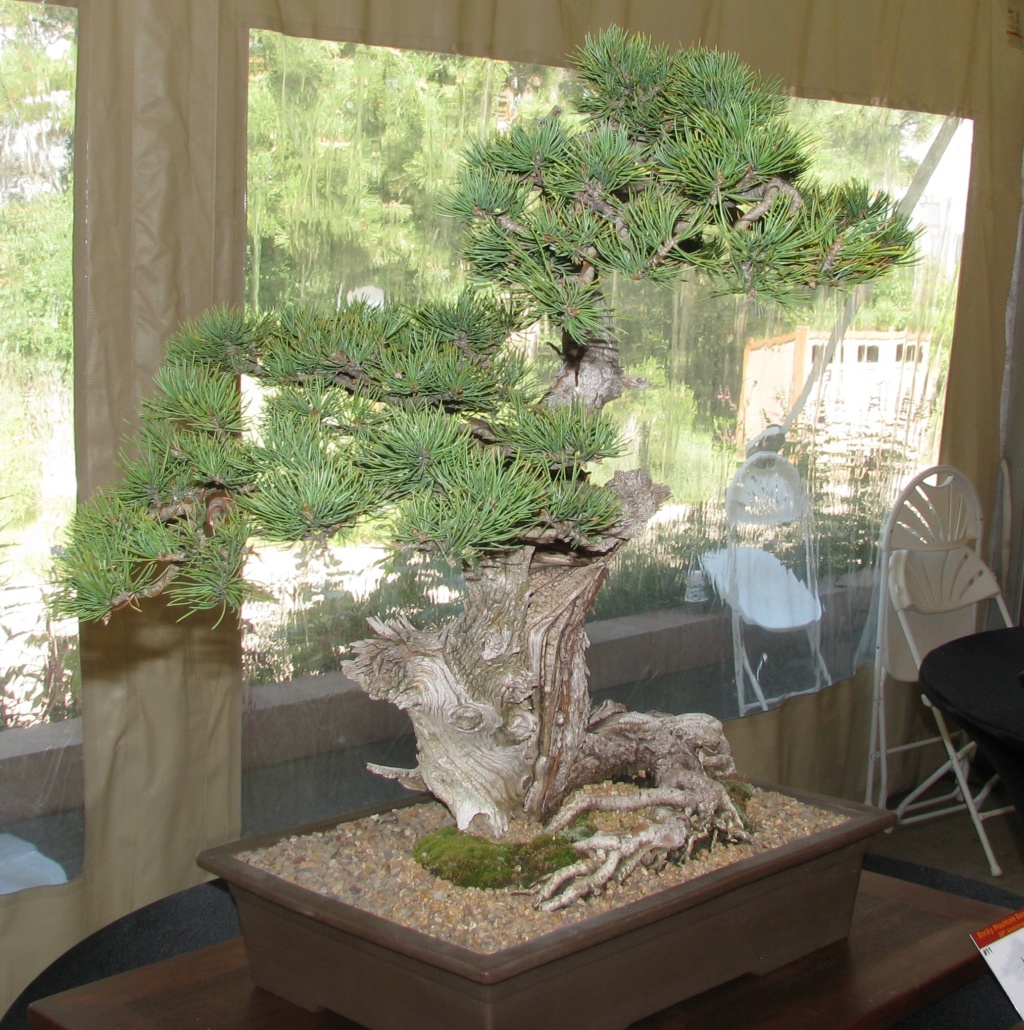 2019 Rocky Mountain Bonsai Society Show Report  Img_5610