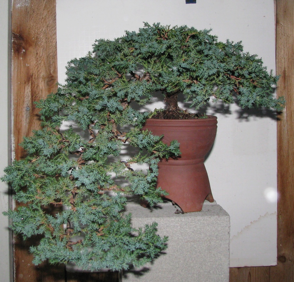 Juniperus procumbens ‘Nana’ Bonsai Tree Img_5910