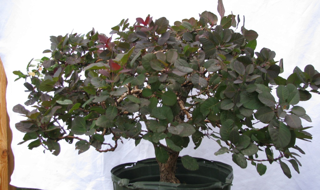 Cotinus coggygria – Purple Smoke Bush Img_6913