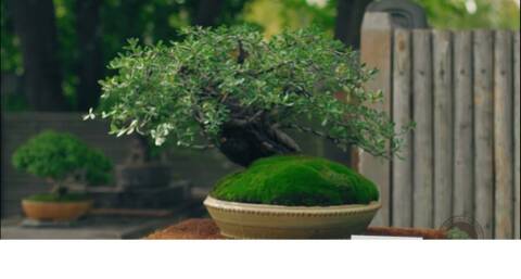 Colorado Bonsai – Mountain Mahogany – Cercocarpus breviflorus Gray var. breviflorus Bonsai Colorado Bonsai – Mountain Mahogany – Cercocarpus breviflorus Gray var. breviflorus Bonsai