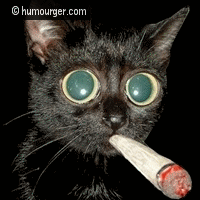 choix ccd n et b ou couleur Chaton10