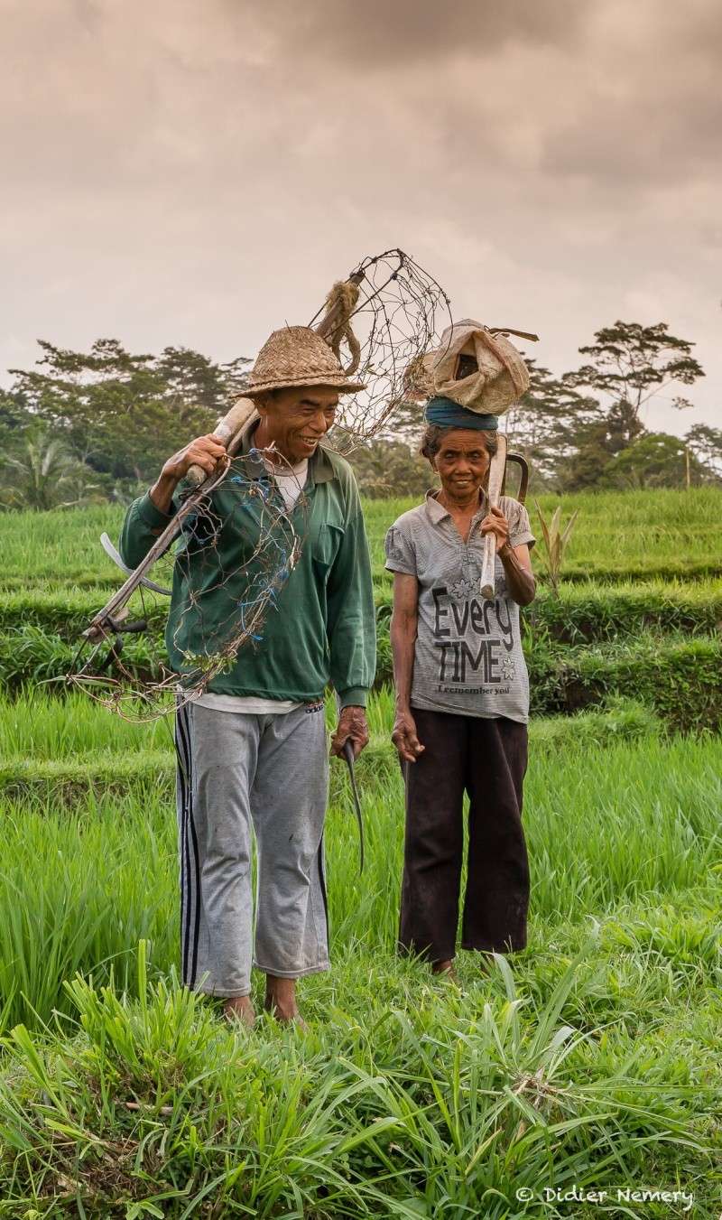 Dans les rizières de Bali Bali-310
