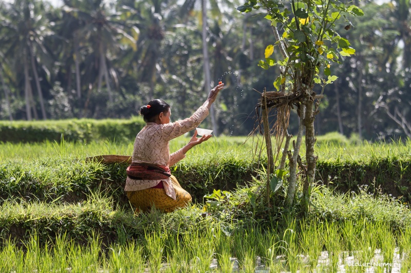 Dans les rizières de Bali Bali-811