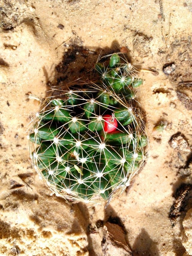 Mammillaria heyderi ssp? Img_8410