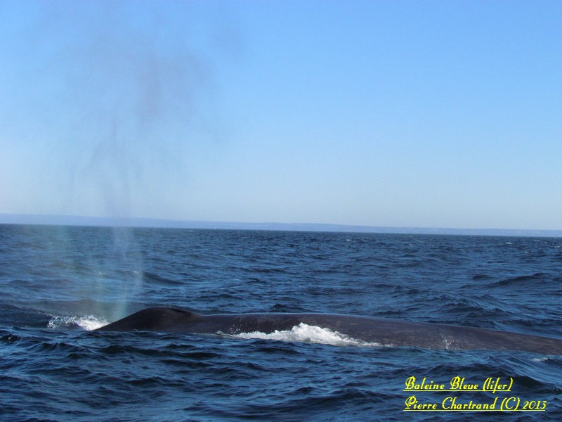 Tadoussac vive la Grande Bleue Balein11