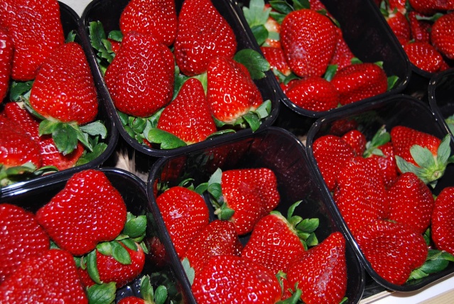 Variétés de fraises Fraise10