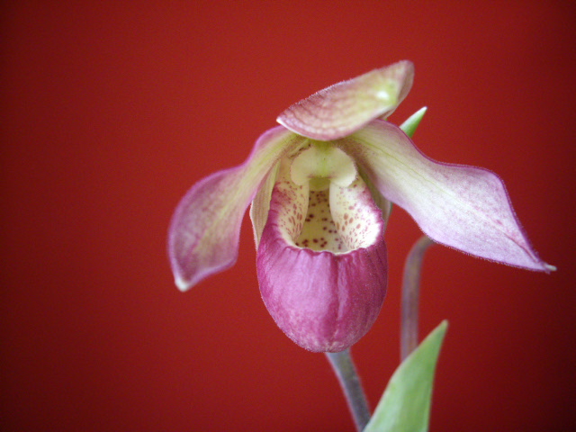 Mes orchidées Imgp2816