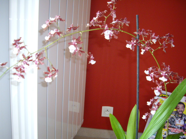 Mes orchidées Imgp2817