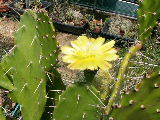 Opuntia monacantha - Page 2 Opunti10