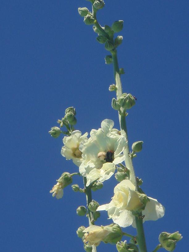 Les roses trémières (Alcea rosea) Dsc00711