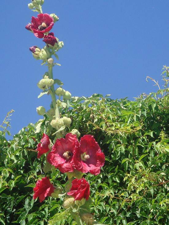 Les roses trémières (Alcea rosea) - Page 2 Dsc00712