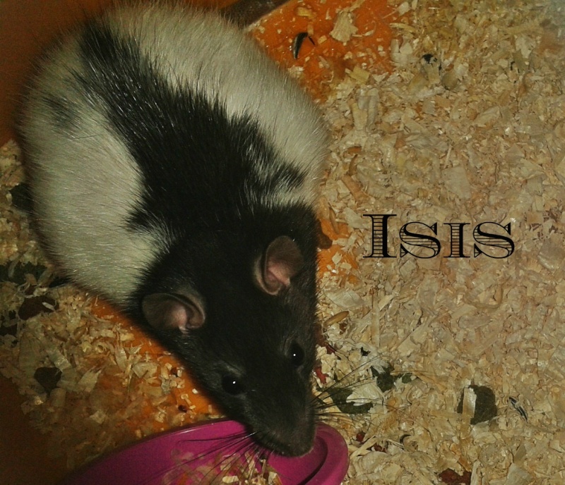 Iris & Isis ♥ Isis_a10