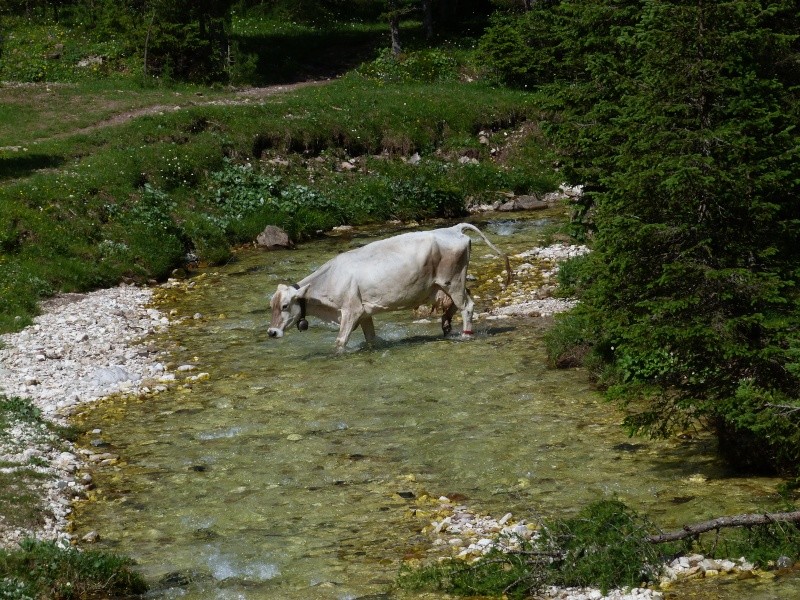 Du 13 au 19 juillet dans le Val di Fassa - Page 2 P1520113