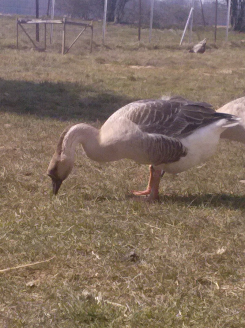 présentation de mon parc avec touts mes sujets ( et 2 nouveau qu'ils sont arrivés )  Cam01310