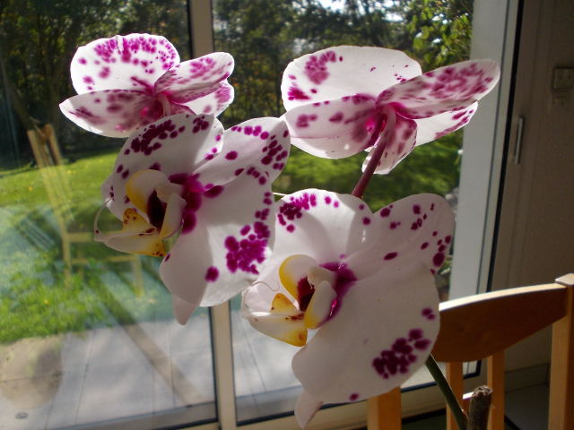 Exposition d'orchidées tropicales "botaniques" - Page 4 Dscn4210