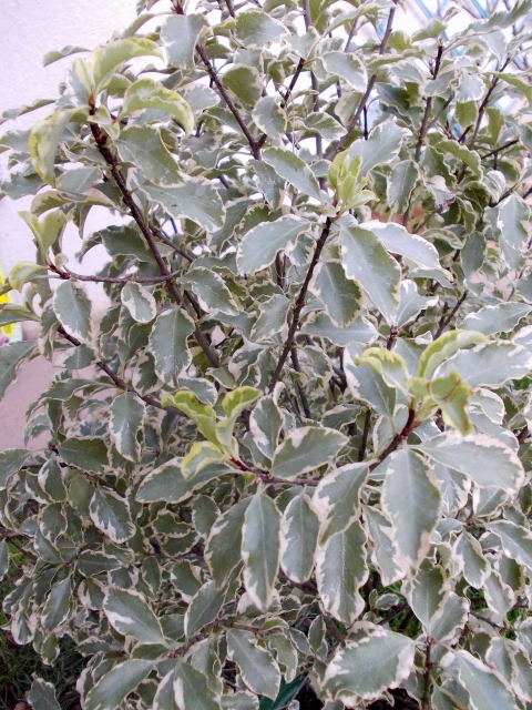 pittosporum tenuifolium variegatum Dscn6112