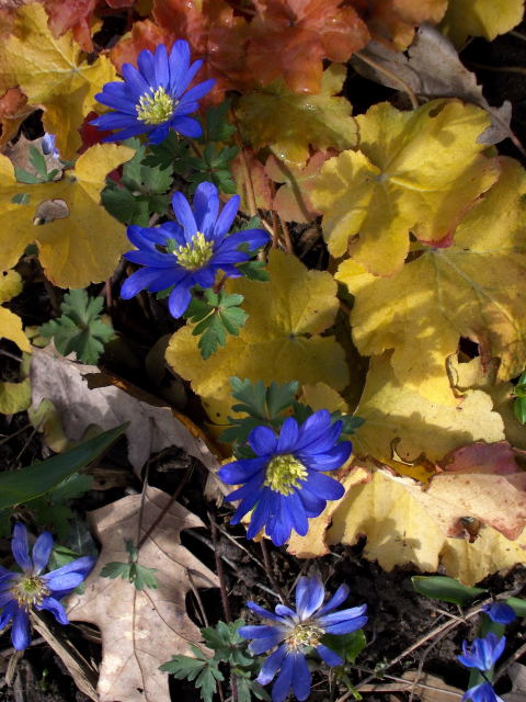 30 - Le printemps - Page 2 Dscn6815