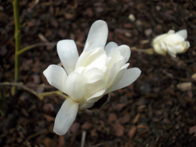 magnolia stellata 'rosea' - Page 2 Dscn6833