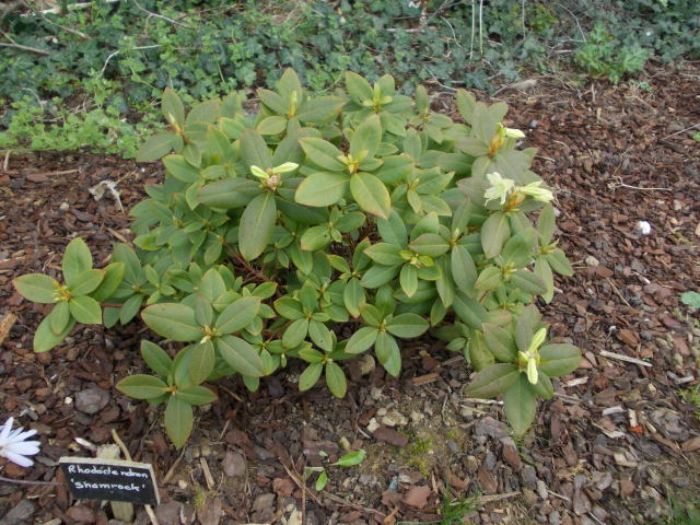 rhododendron shamrock Dscn7135