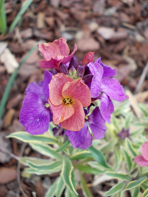 irisimum linifolium (fausse giroflée panachée) Dscn7213