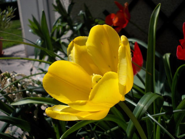 la saison des tulipes 2013 Dscn7222