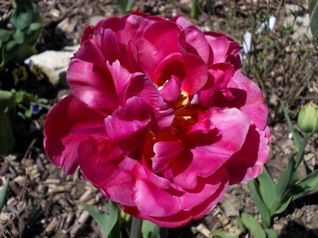 la saison des tulipes 2013 Dscn7228