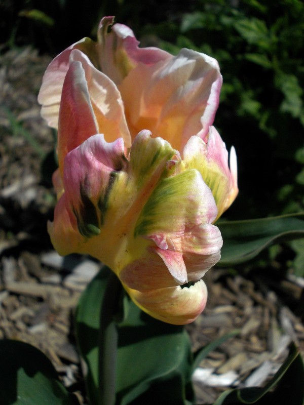 la saison des tulipes 2013 - Page 2 Dscn7238