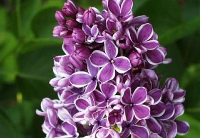 Lilas (syringa) "sensation" Lilas-10