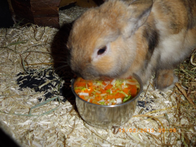 Roméo, lapin mâle FREE 15990710