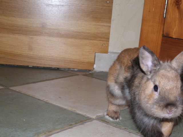 Roméo, lapin mâle FREE 60677810