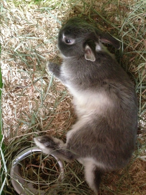 Rodney, lapin mâle 3,4 mois FREE 72458510