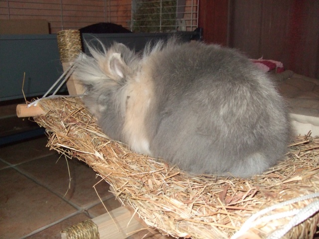 Tofu, lapin angora association FREE - Page 2 87202710